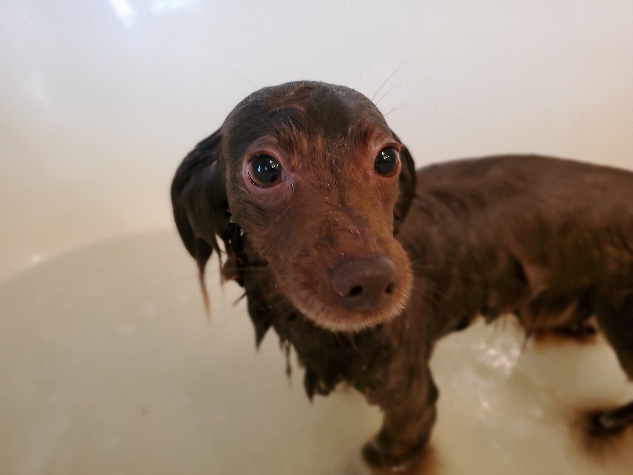 Perro pequeño recién bañado mirando a cámara
