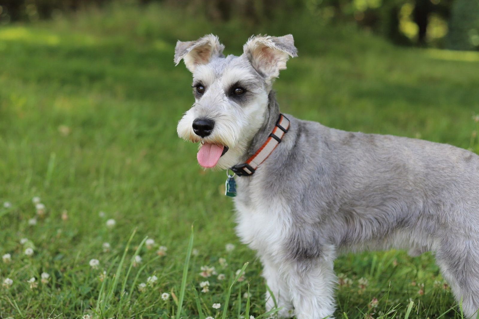 Schnauzer miniatura recién arreglado, sentado en la hierba